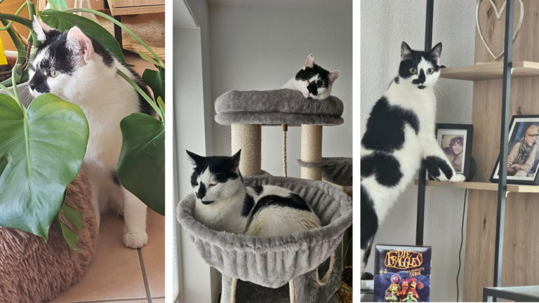 Patient-Yvonne-Cats